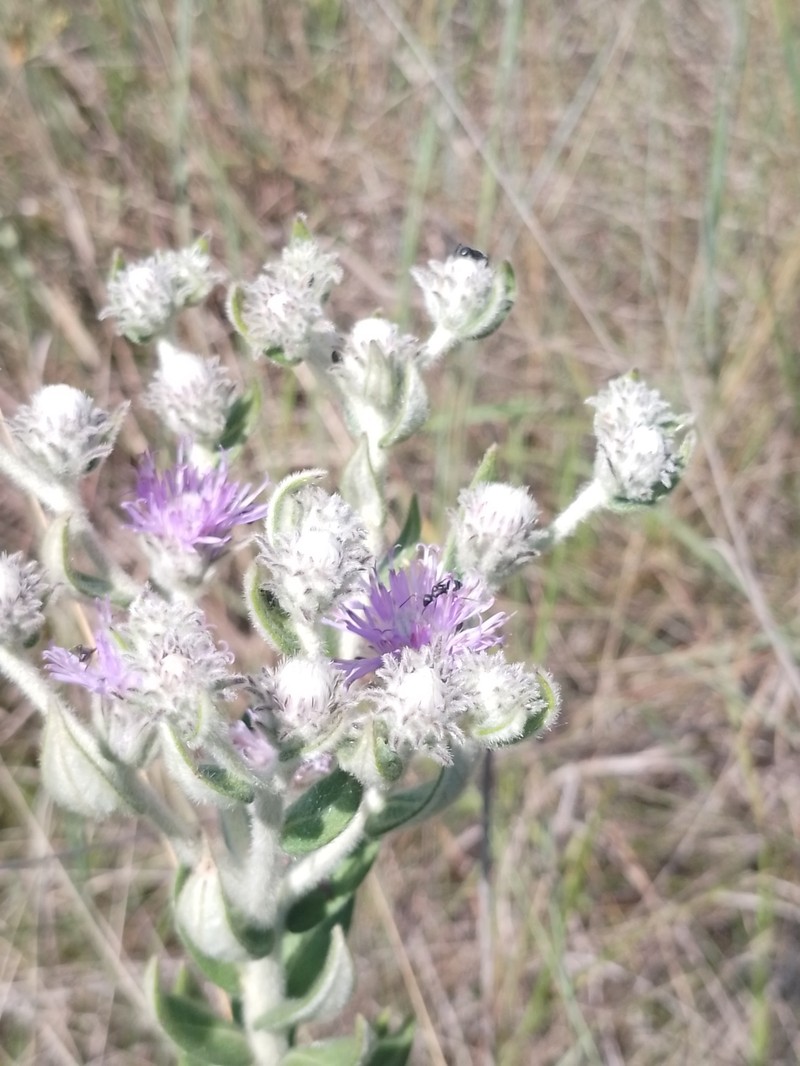 Chrysolaena dusenii photo 2