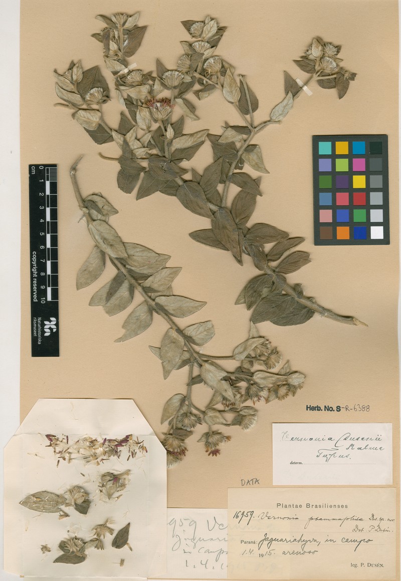 Chrysolaena dusenii photo 3