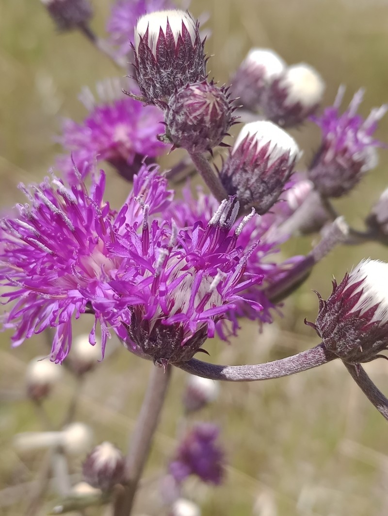 Chrysolaena flexuosa photo 2