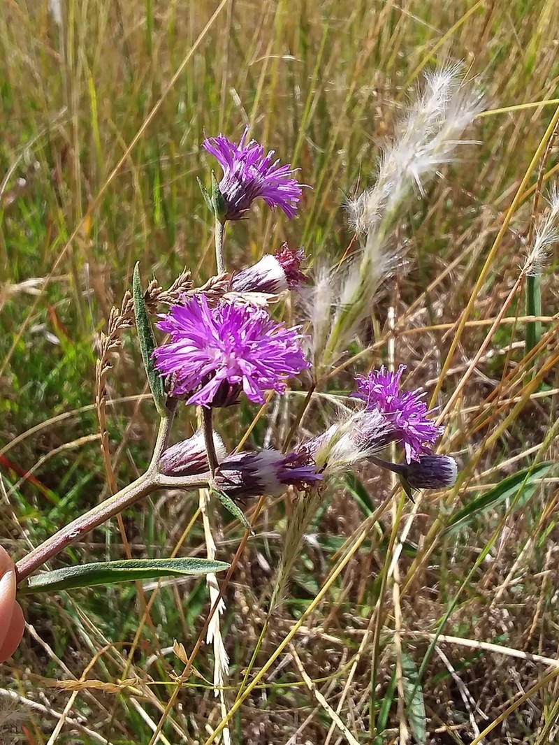 Chrysolaena flexuosa photo 3