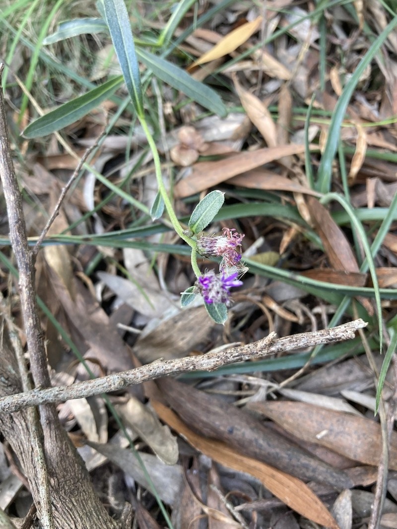 Chrysolaena flexuosa photo 4