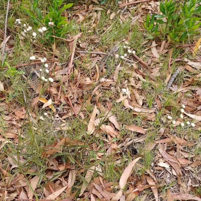 Chrysolaena flexuosa photo 5