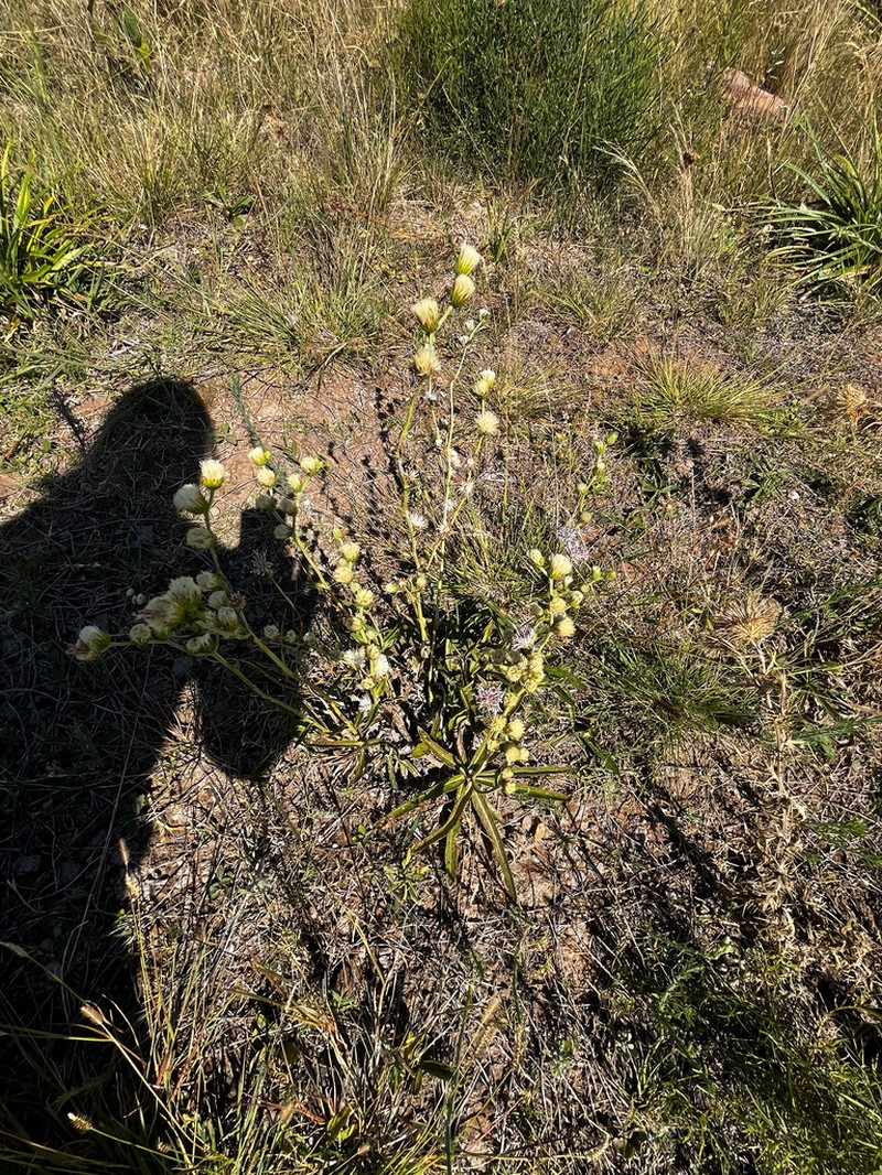 Chrysolaena flexuosa photo 6