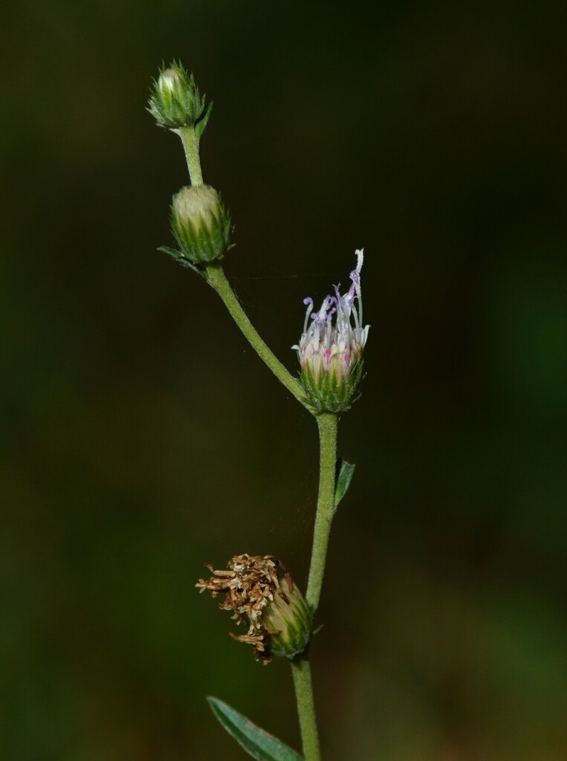 Chrysolaena flexuosa photo 7