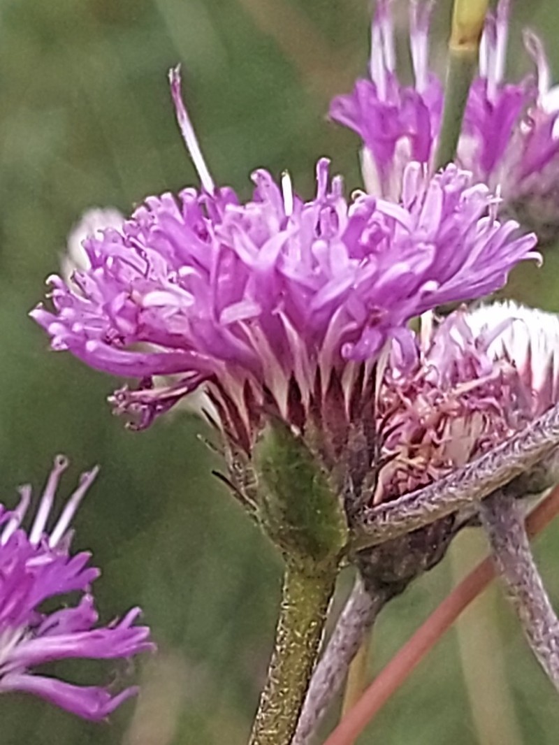 Chrysolaena flexuosa photo 8