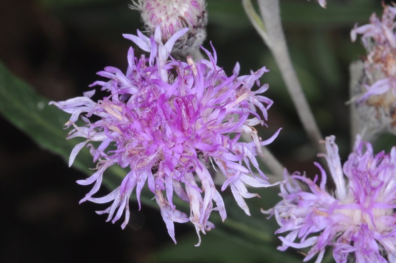 Chrysolaena lithospermifolia
