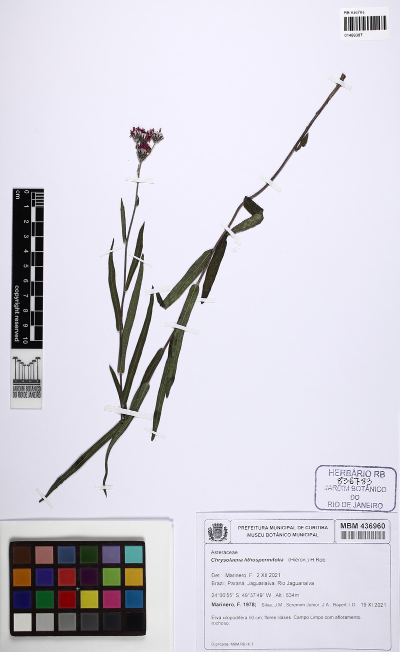 Chrysolaena lithospermifolia photo 2