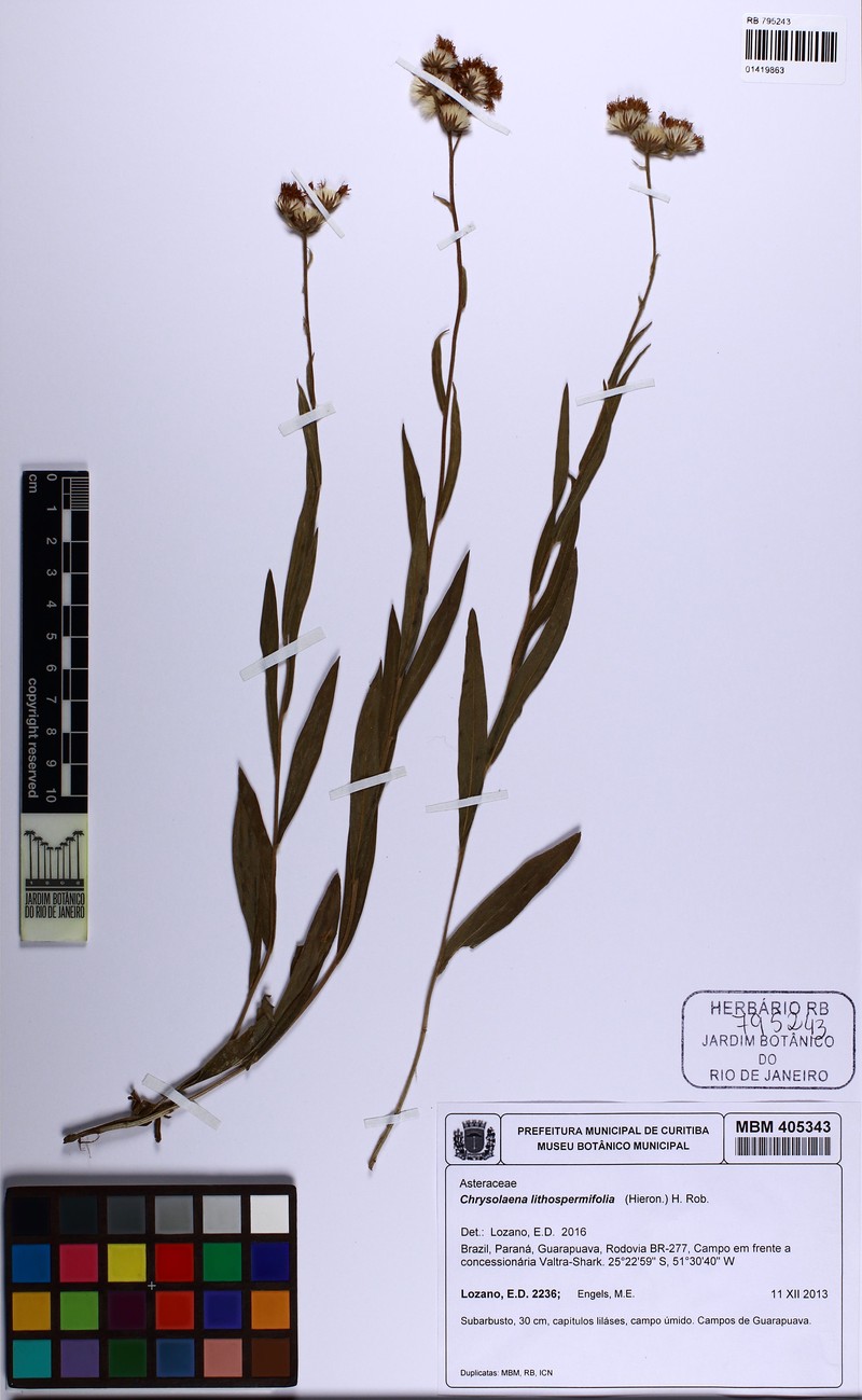 Chrysolaena lithospermifolia photo 3