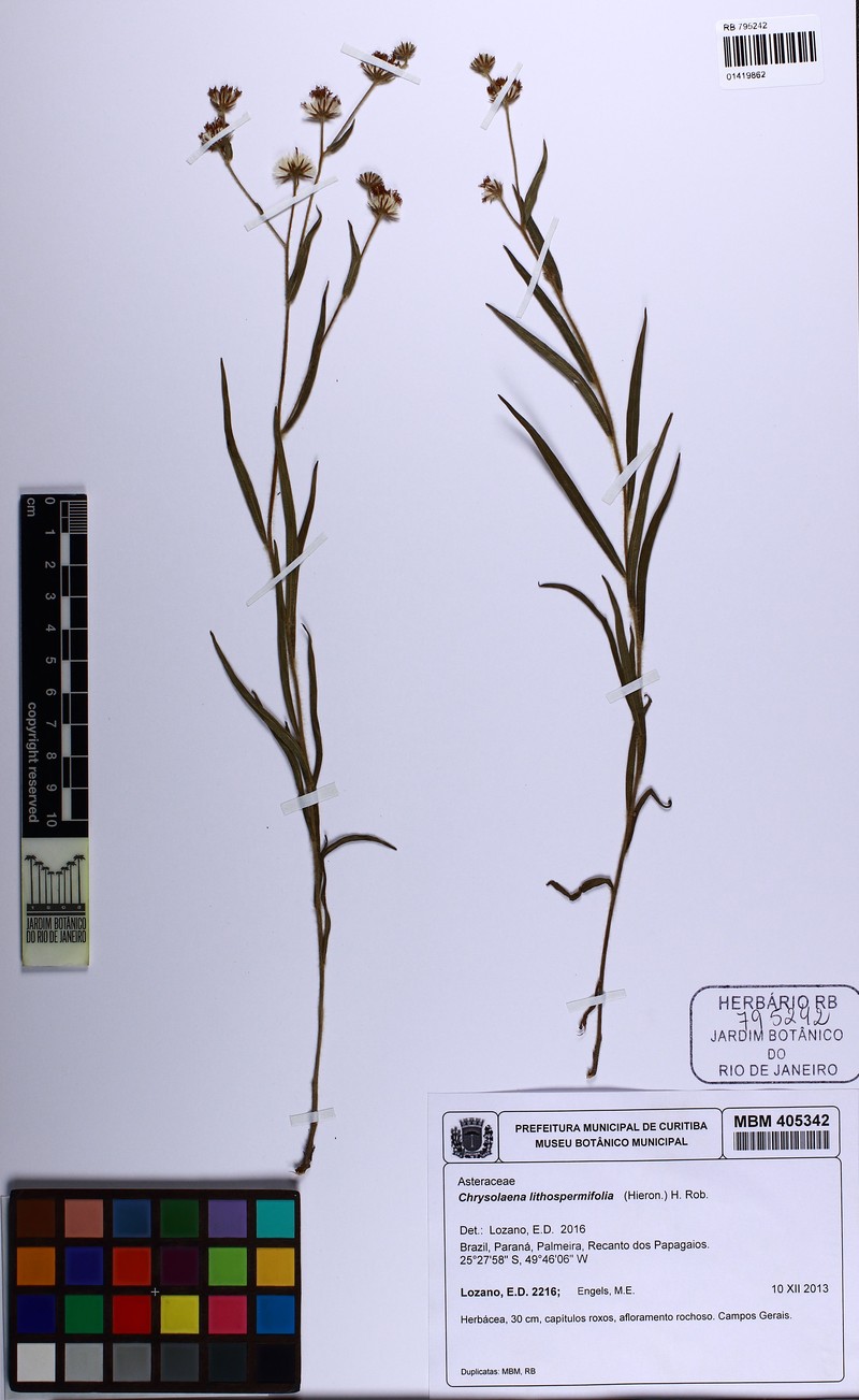 Chrysolaena lithospermifolia photo 4