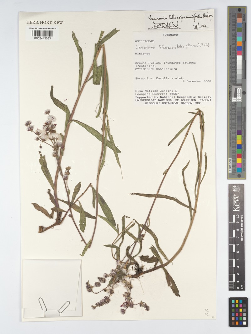Chrysolaena lithospermifolia photo 5
