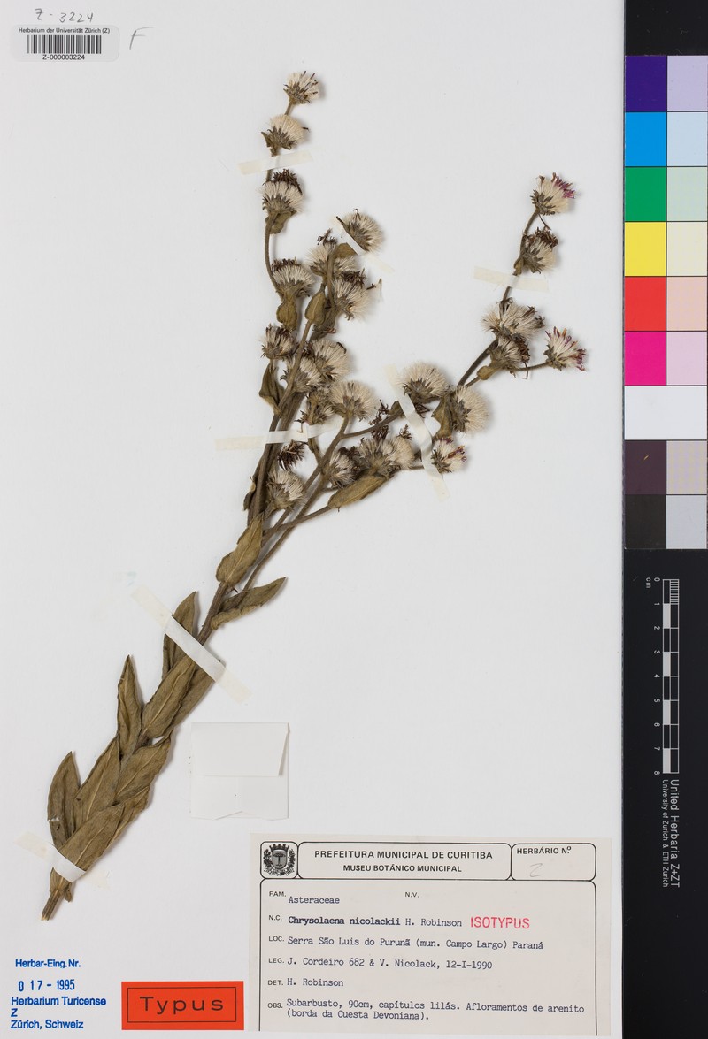 Chrysolaena nicolackii photo 2