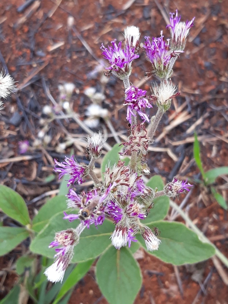 Chrysolaena obovata photo 2