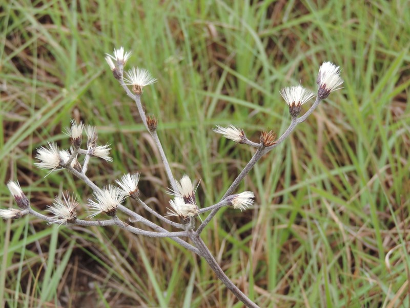 Chrysolaena obovata photo 3
