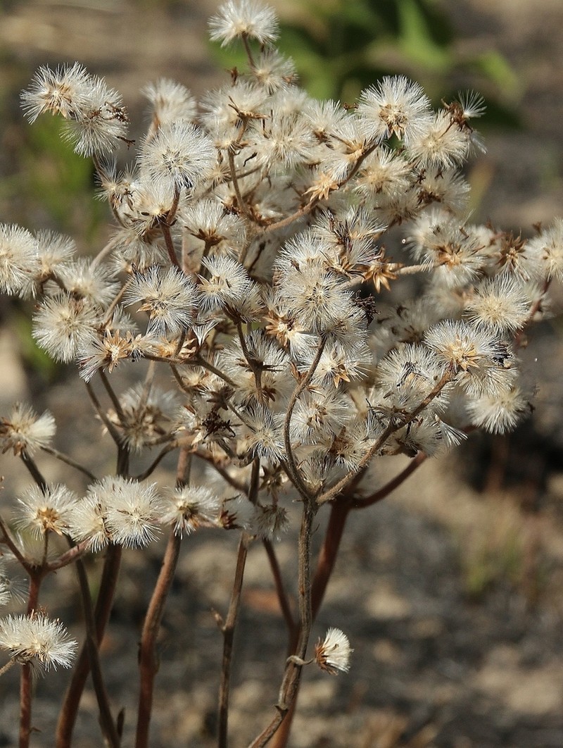 Chrysolaena obovata photo 4