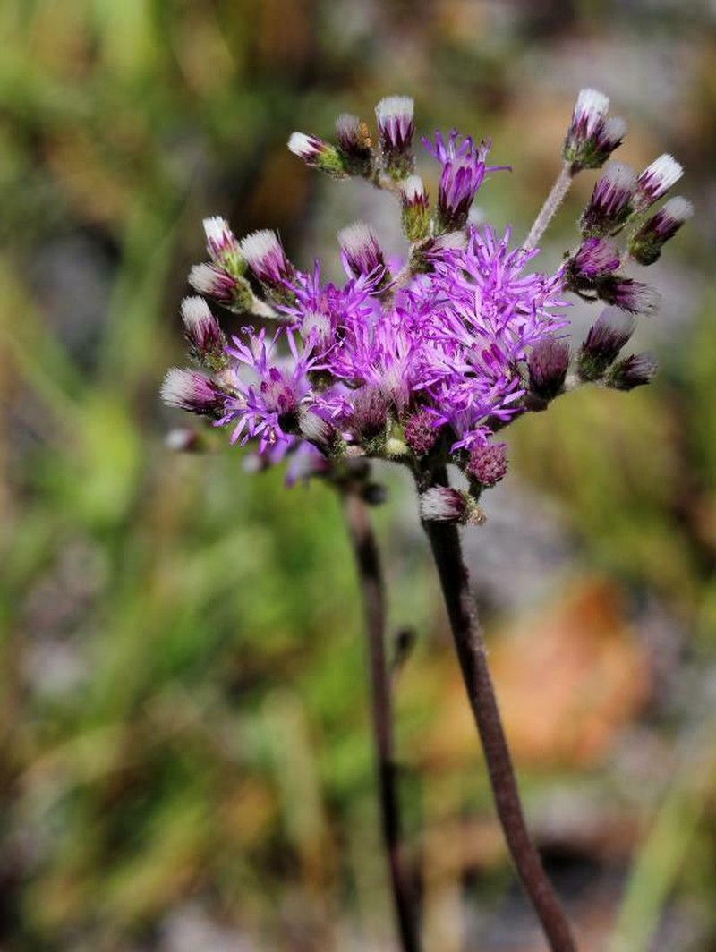 Chrysolaena obovata photo 6