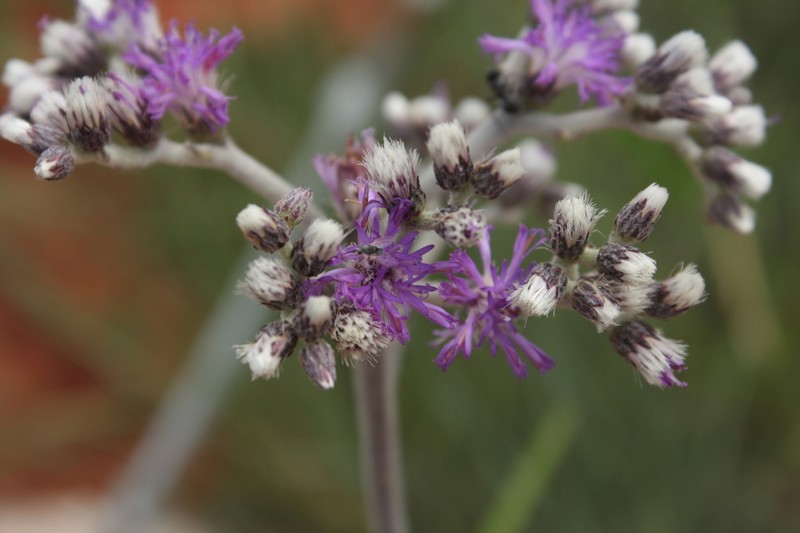 Chrysolaena obovata photo 7