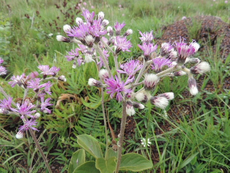 Chrysolaena obovata photo 8