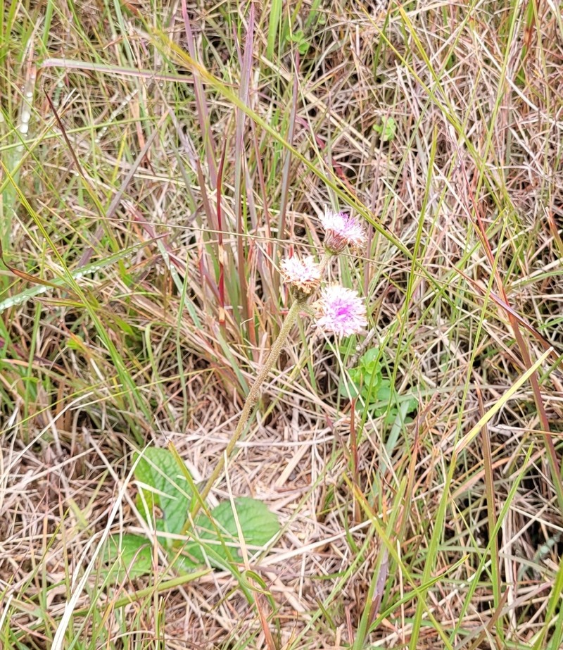 Chrysolaena oligophylla