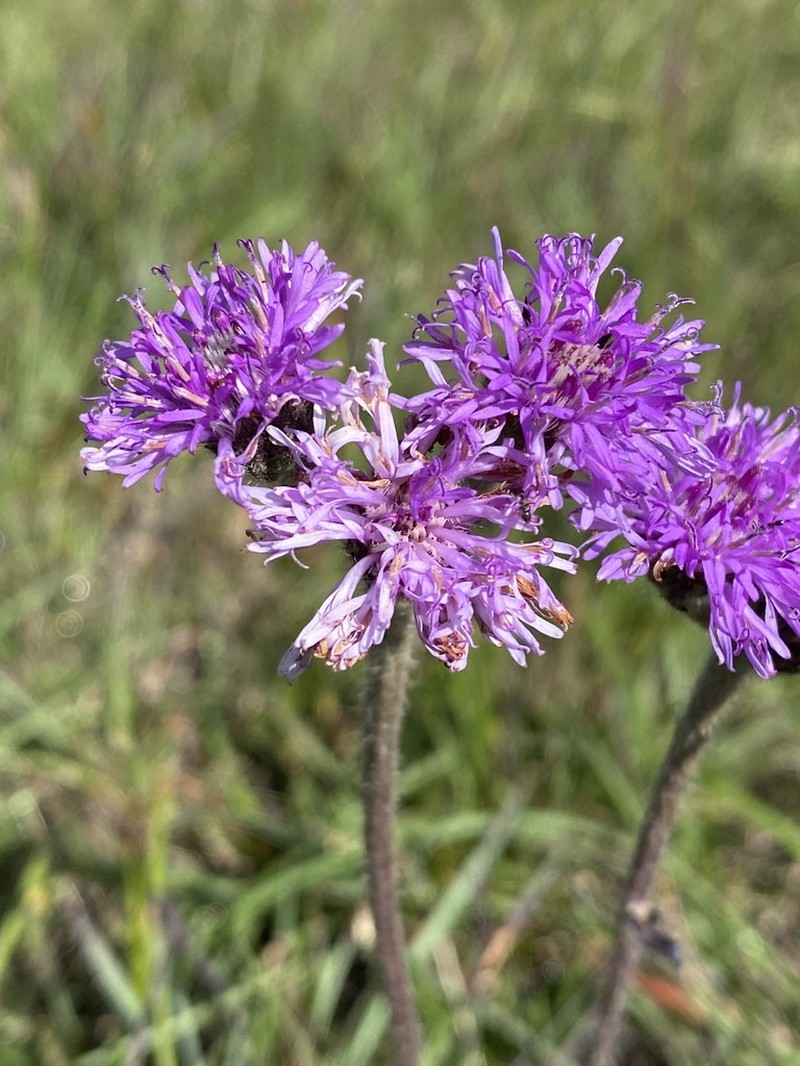 Chrysolaena oligophylla photo 2