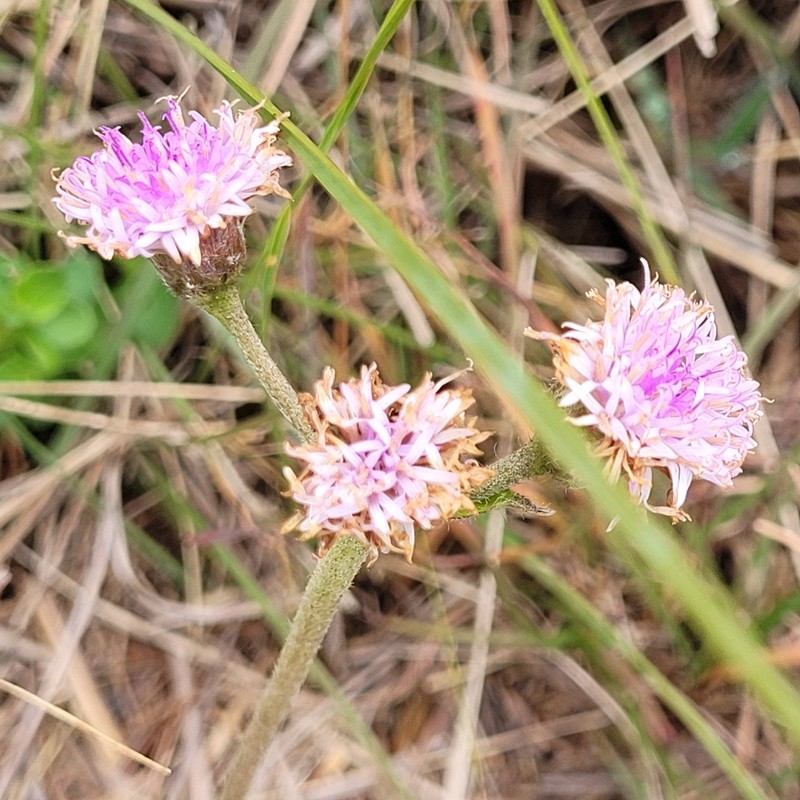 Chrysolaena oligophylla photo 3