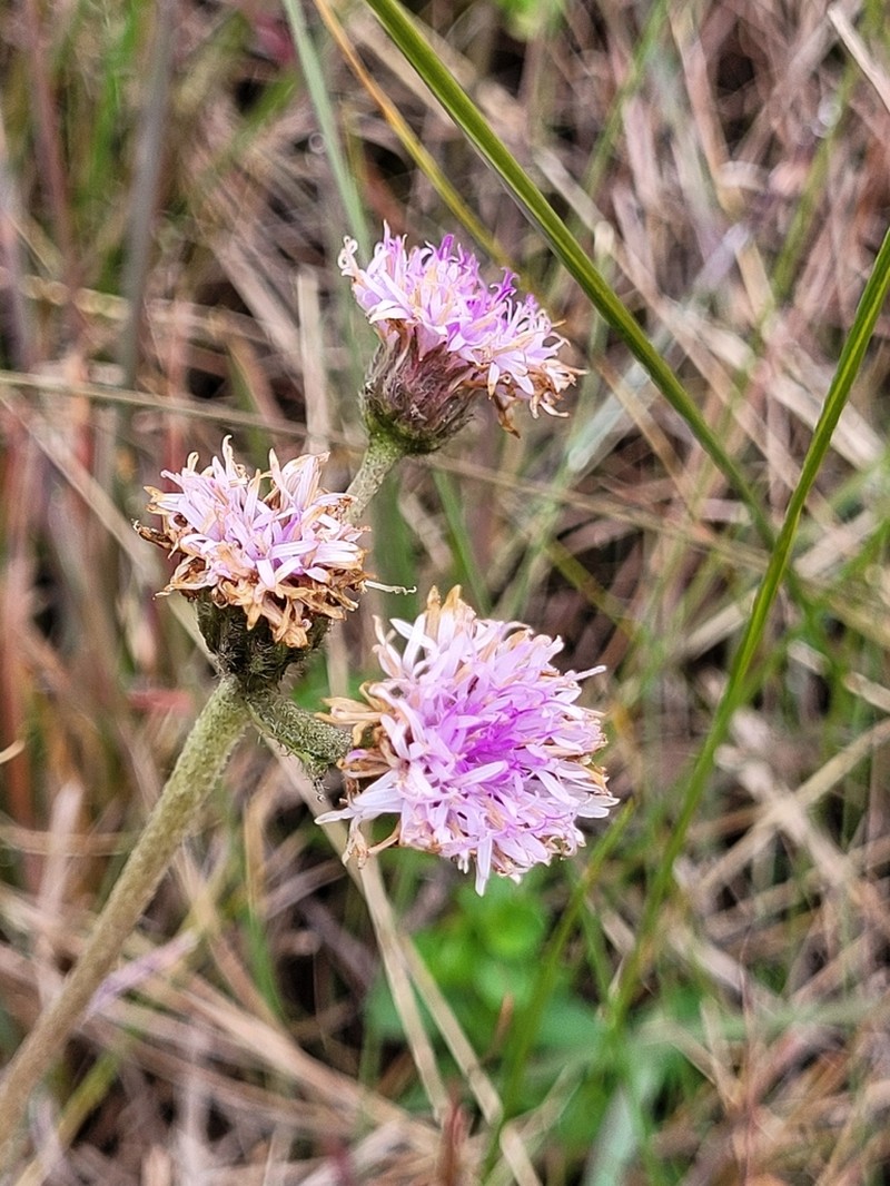 Chrysolaena oligophylla photo 4