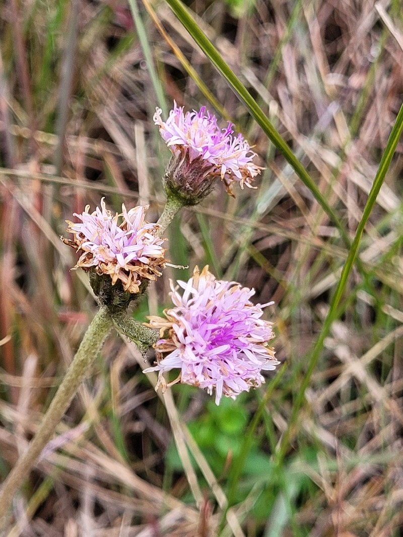 Chrysolaena oligophylla photo 5