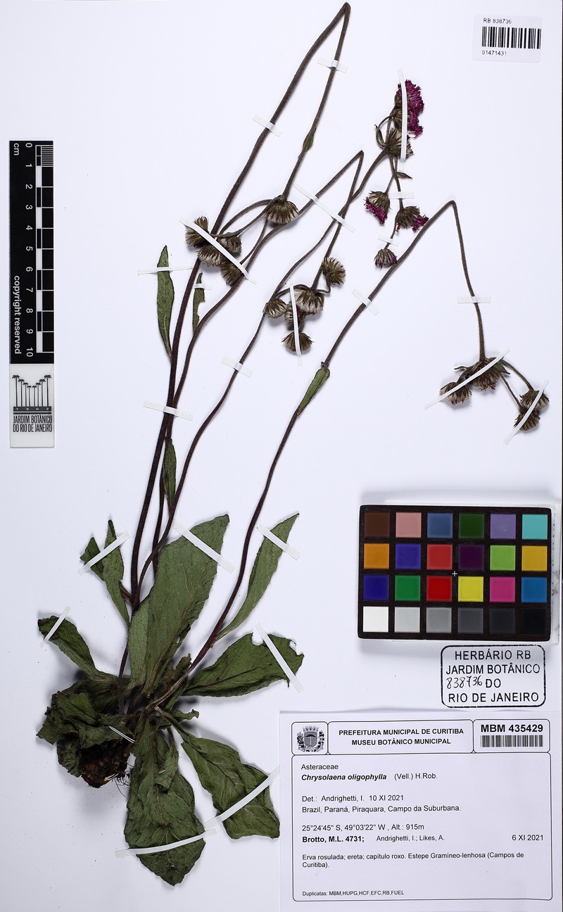 Chrysolaena oligophylla photo 7