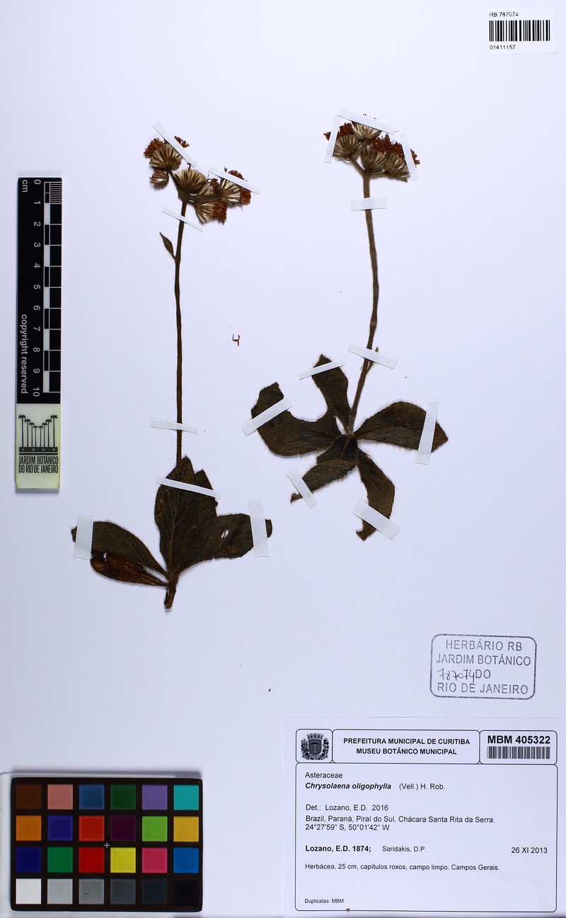 Chrysolaena oligophylla photo 8