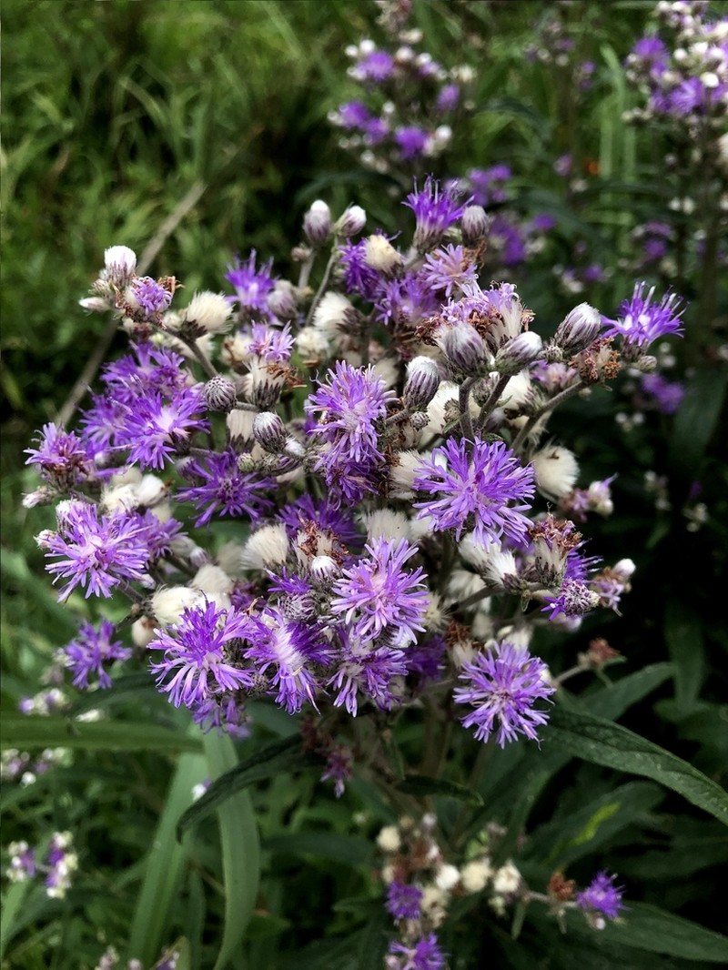 Chrysolaena platensis