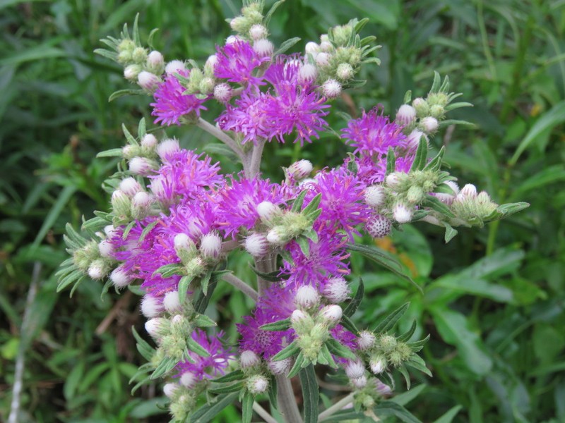 Chrysolaena platensis photo 2