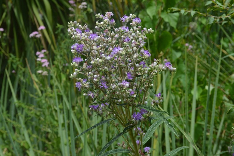 Chrysolaena platensis photo 3