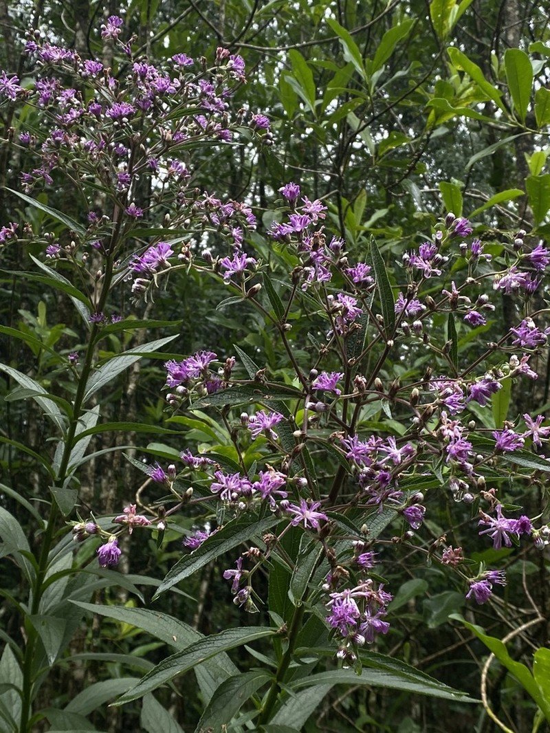 Chrysolaena platensis photo 4