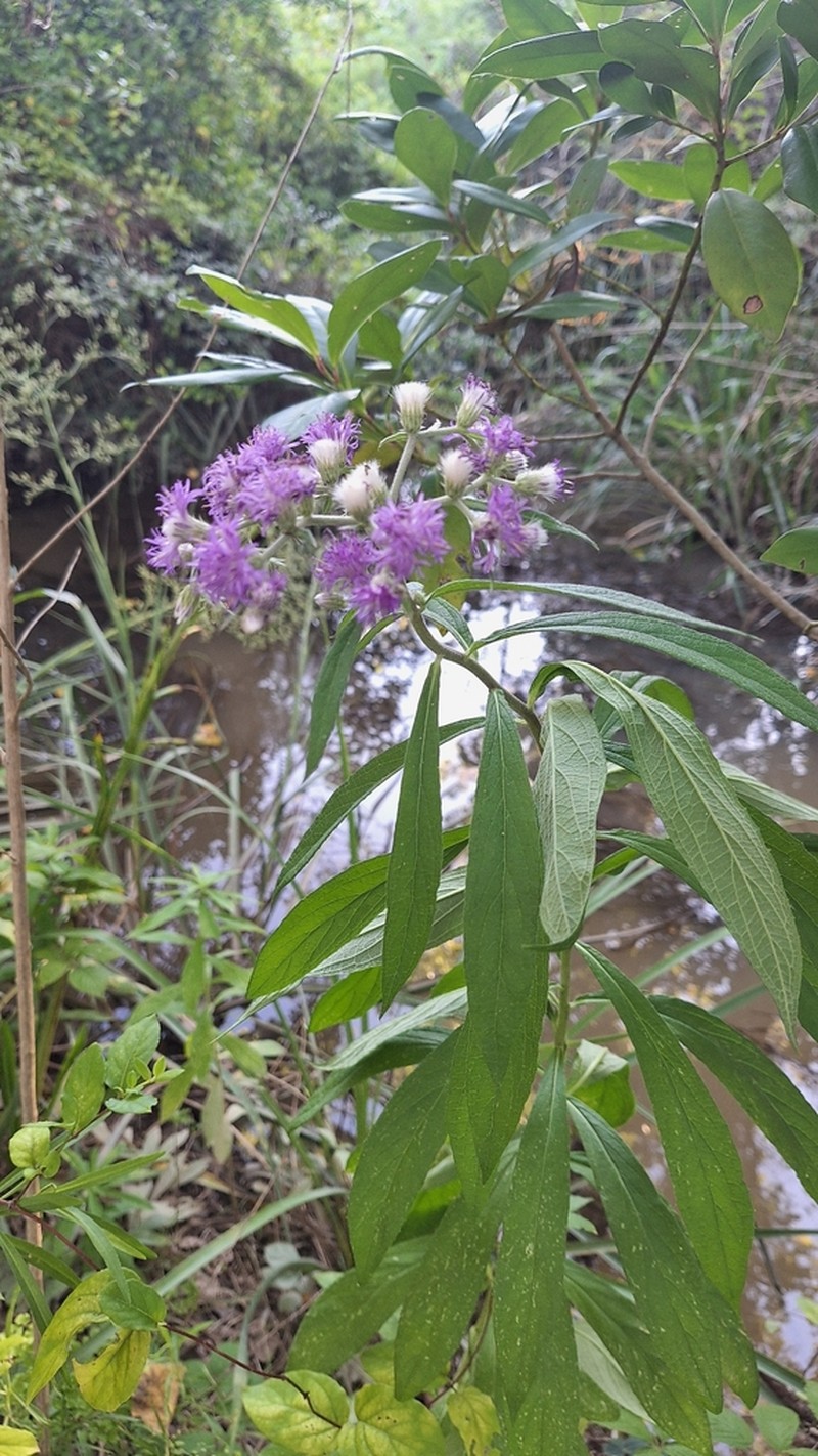 Chrysolaena platensis photo 6