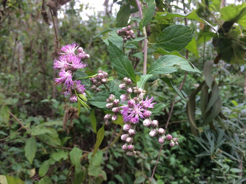 Chrysolaena platensis photo 8