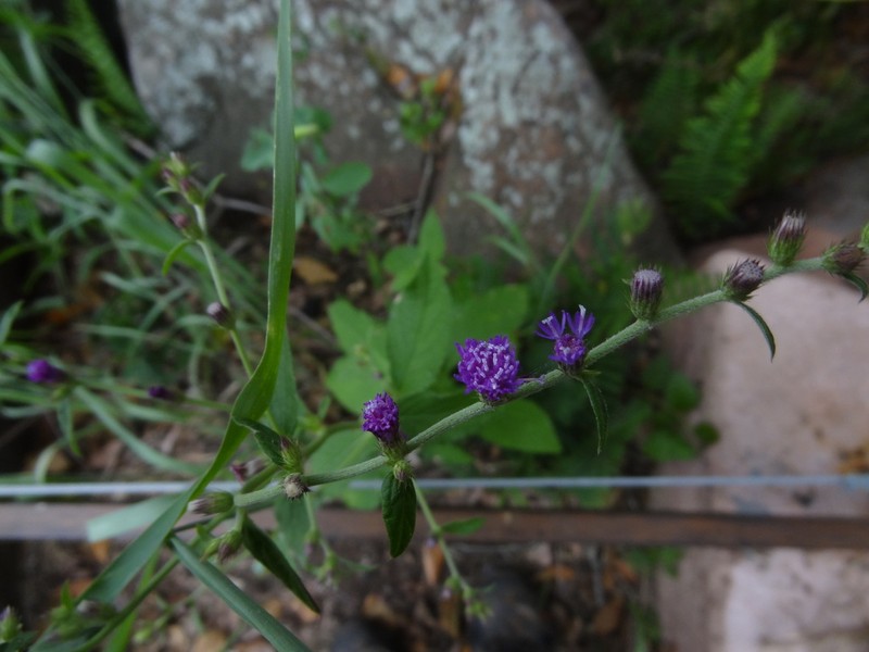 Chrysolaena propinqua
