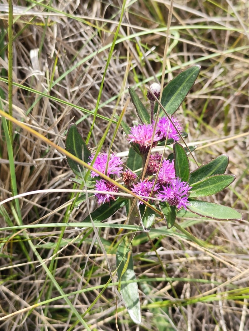 Chrysolaena propinqua photo 2