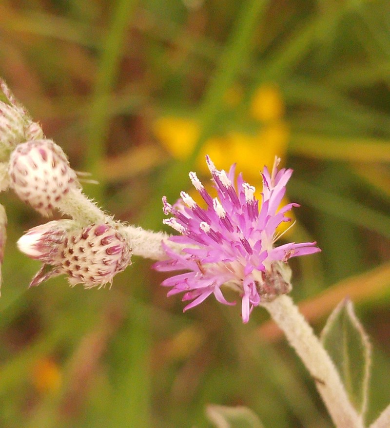 Chrysolaena propinqua photo 3