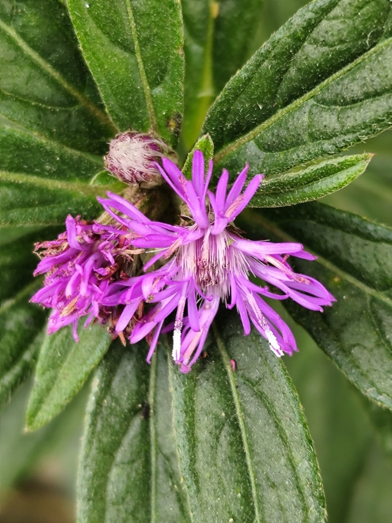 Chrysolaena propinqua photo 4