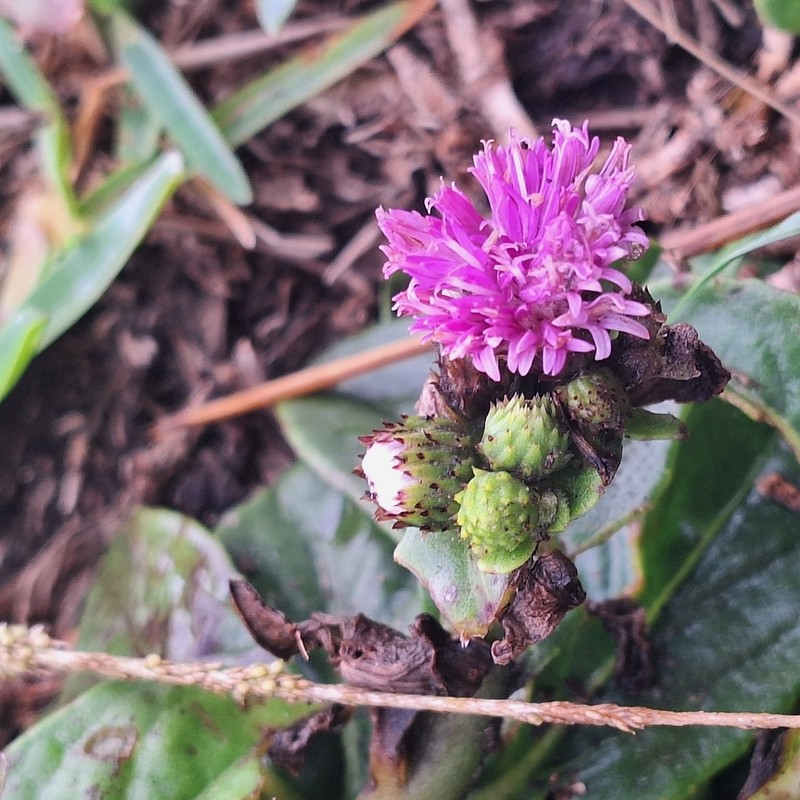 Chrysolaena propinqua photo 6