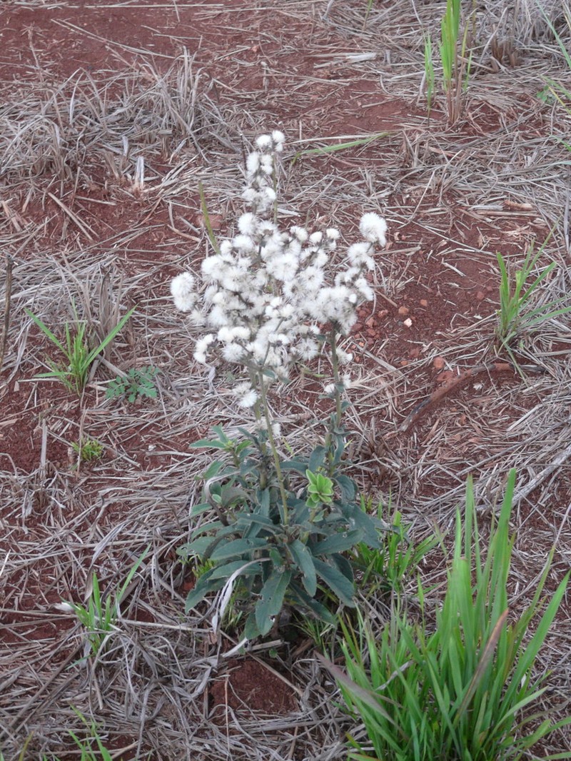 Chrysolaena propinqua photo 8