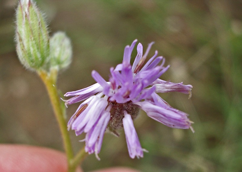 Chrysolaena simplex photo 2