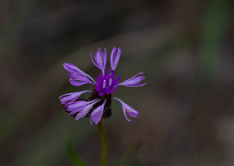 Chrysolaena simplex photo 3