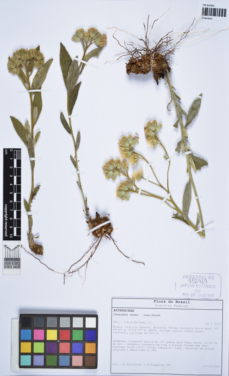 Chrysolaena simplex photo 5