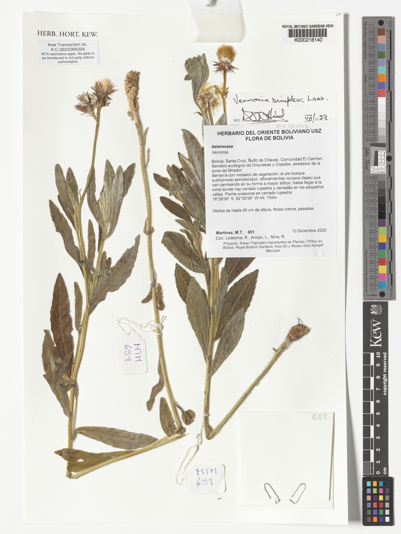 Chrysolaena simplex photo 6