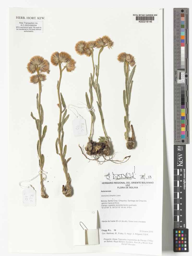 Chrysolaena simplex photo 7