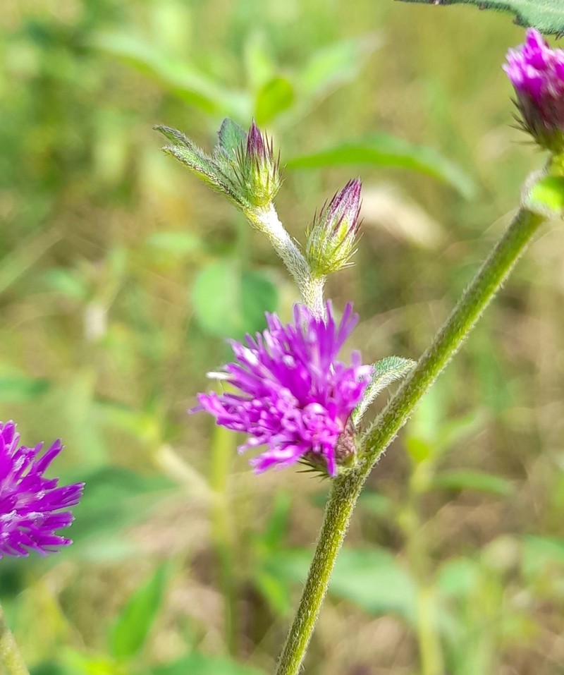 Chrysolaena verbascifolia