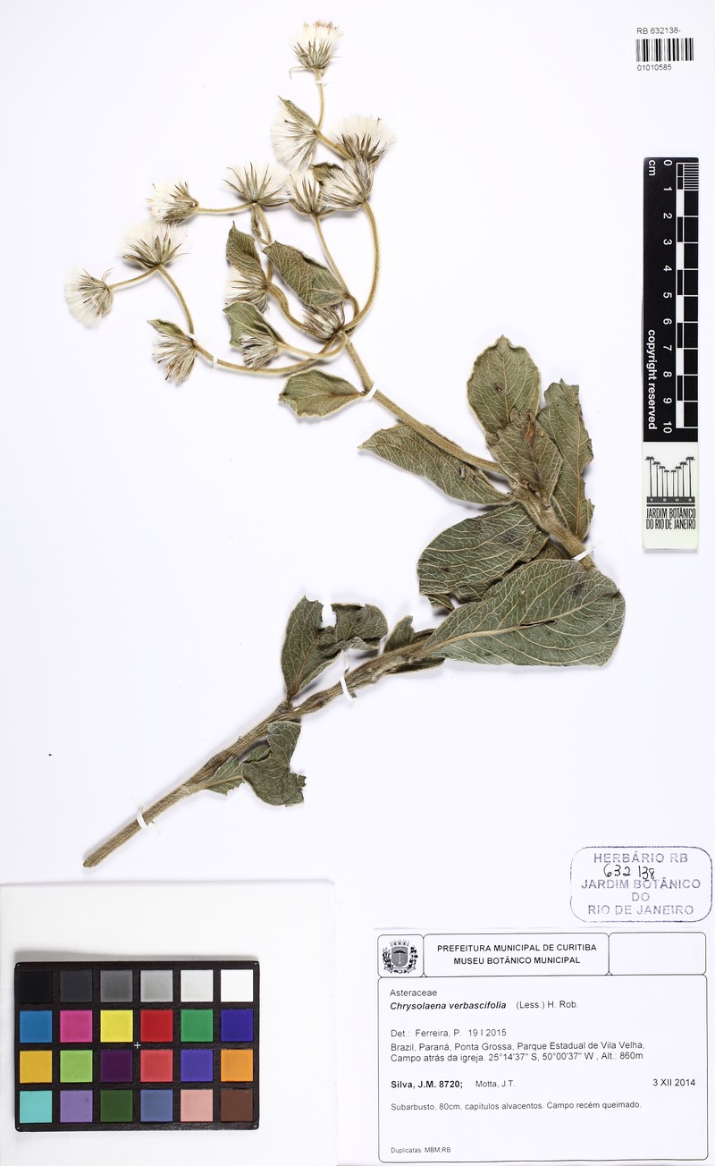 Chrysolaena verbascifolia photo 2