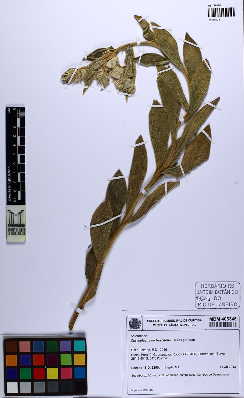 Chrysolaena verbascifolia photo 3