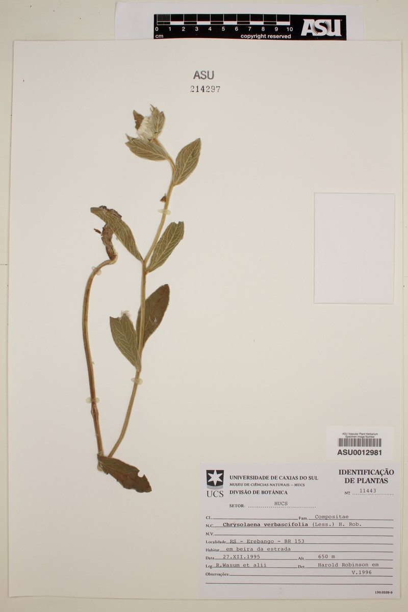 Chrysolaena verbascifolia photo 4