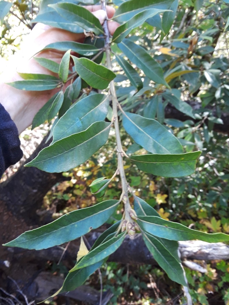 Giant Chinquapin
